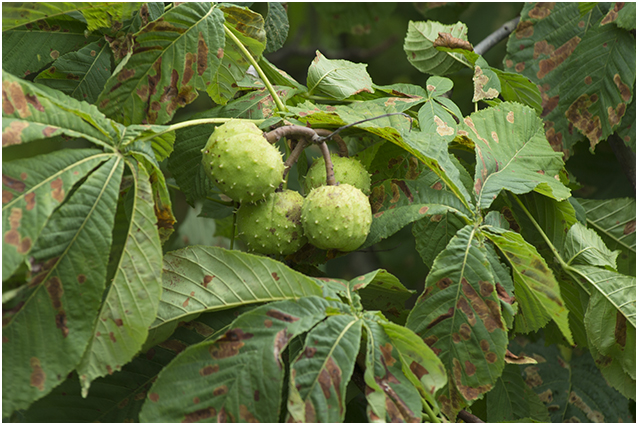 Paardenkastanje - Aesculus
