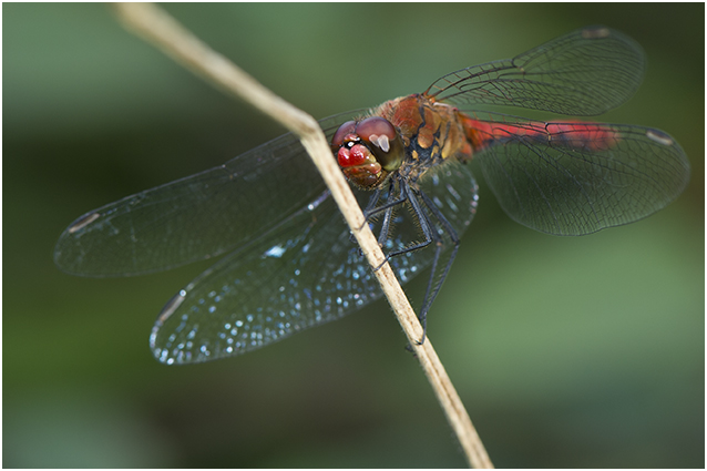 bloedrode Heidelibel - Sympetrum sanguineum