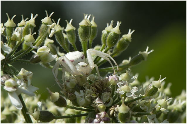 gewone Kameleonspin - Misumena vatia