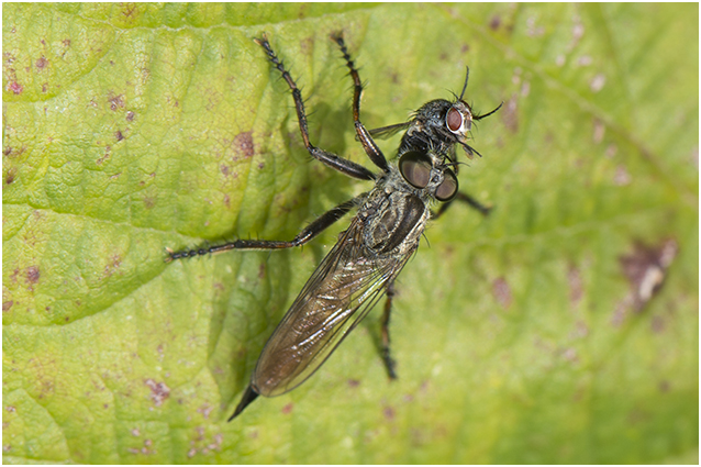roofvlieg - Machimus atricapillus