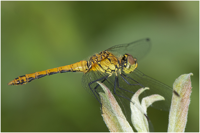 bloedrode Heidelibel - Sympetrum sanguineum