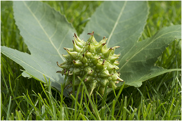 Plataan - Platanus