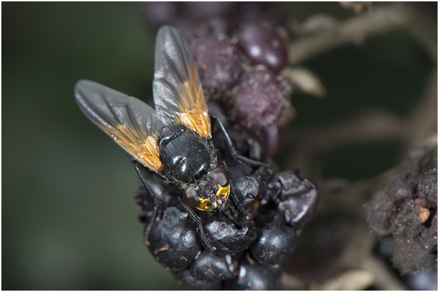 Schorsvlieg - Mesembrina meridiana
