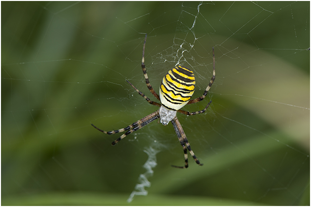 Tijgerspin - Argiope bruennichi