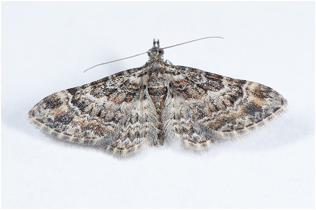 Zwartkamdwergspanner - Gymnoscelis rufifasciata