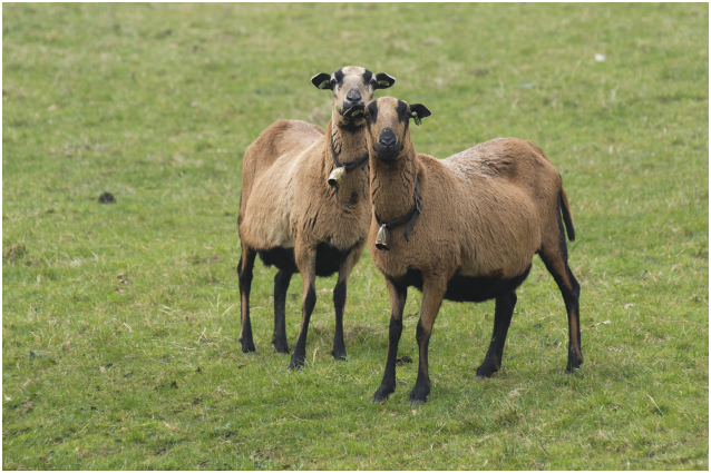 Barbados schaap