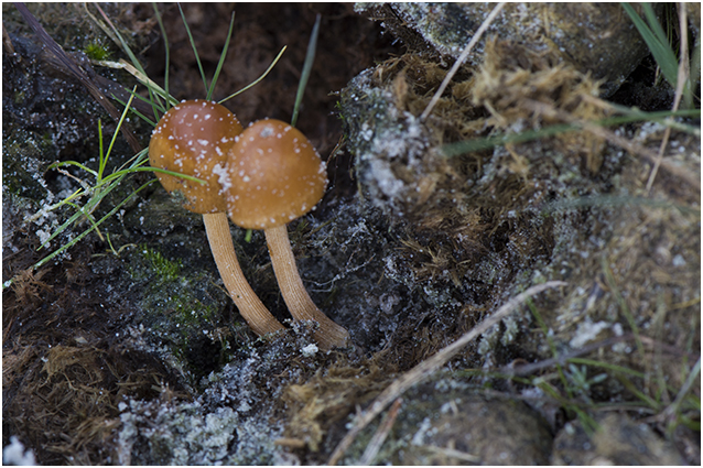 Breeksteeltje p.p. - Conocybe spec.