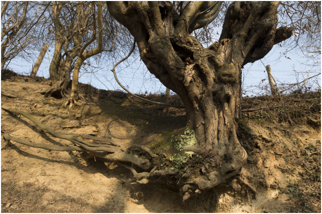 oude Es - Fraxinus excelsior