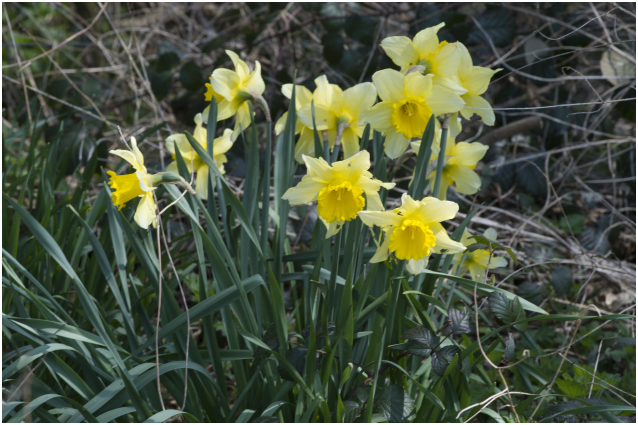 wilde Narcis - Narcissus pseudonarcissus