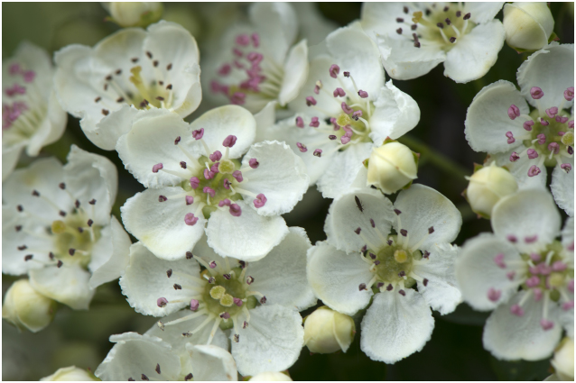 eenstijlige Meidoorn - Crataegus monogyna