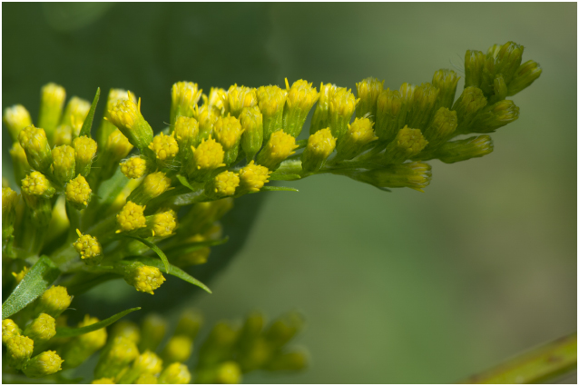 Canadese Guldenroede - Solidago canadensis