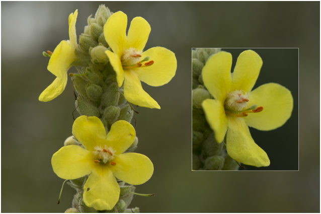 Stalkaars - Verbascum densiflorum