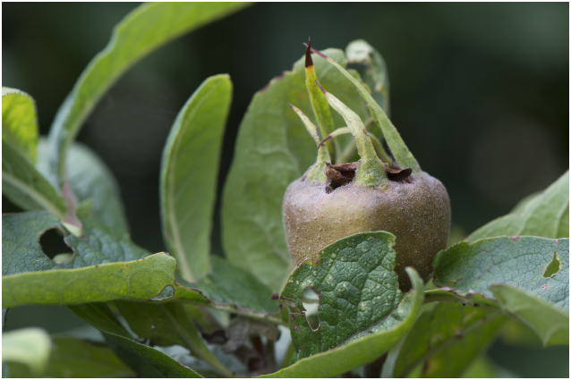 Mispel - Mespilus germanica
