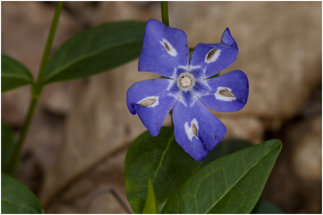 kleine Maagdenpalm - Vinca minor