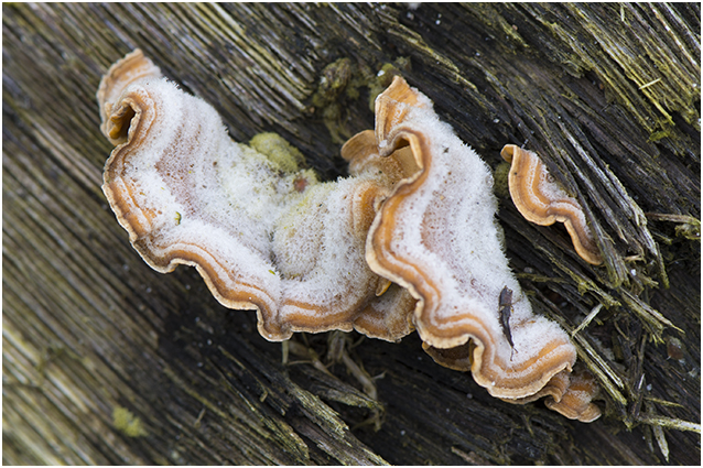 ruig Elfenbankje - Trametes hirsuta