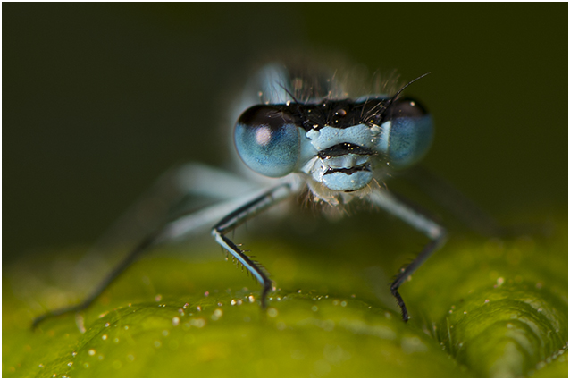 Azuurwaterjuffer - Coenagrion puella