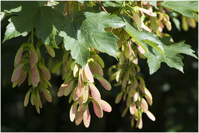 gewone Esdoorn - Acer pseudoplatanus