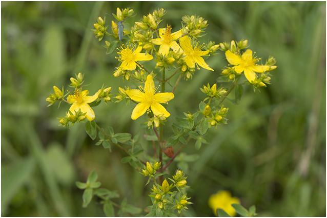 Sint Janskruid - Hypericum perforatum