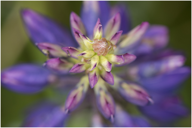 vaste Lupine - Lupinus polyphyllus