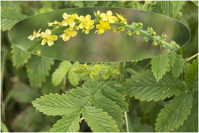  gewone Agrimonie - Agrimonia eupatoria