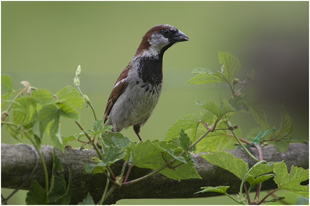 Huismus - Passer domesticus