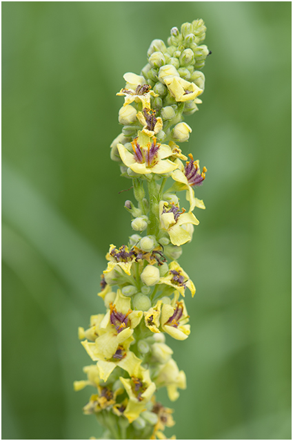 Zwarte Toorts - Verbascum nigrum