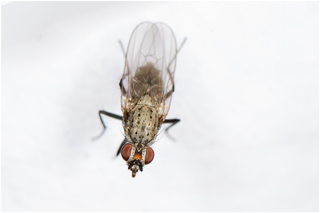 Bloemvliegensoort - Botanophila fugax