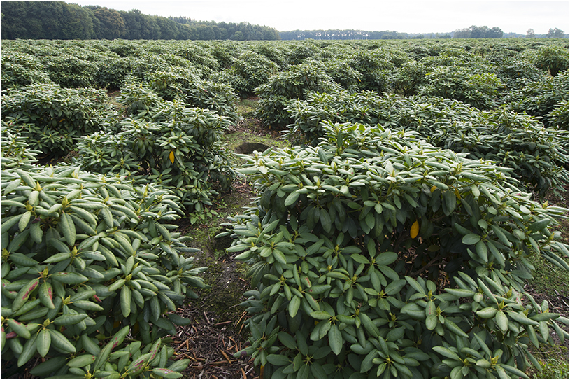 akker met Rododendrons