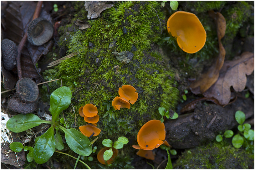 grote oranje Bekerzwam - Aleuria aurantia