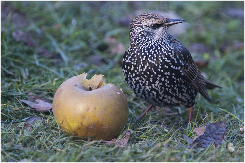 Spreeuw - Sturnus vulgaris