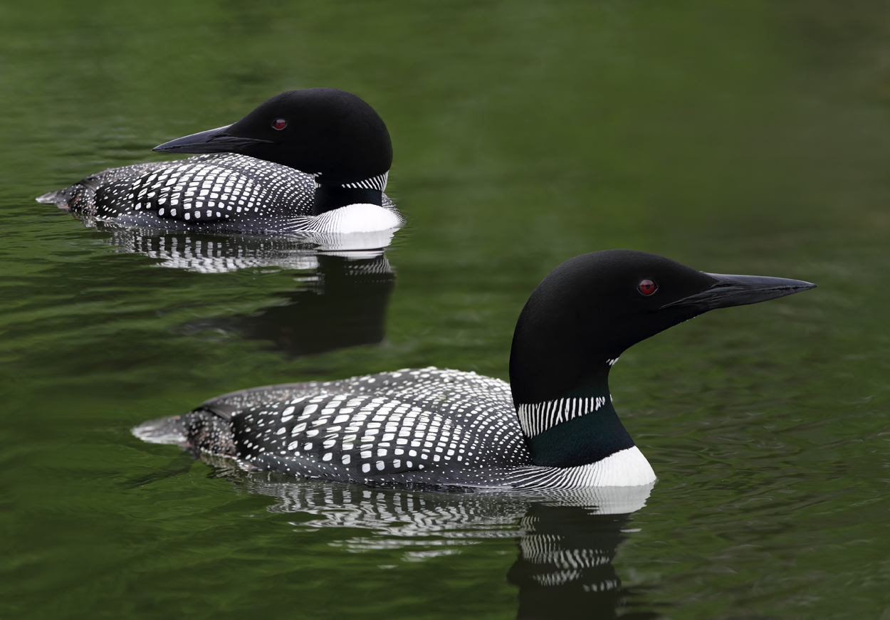 Loon pair Lake Itasca copy.jpg