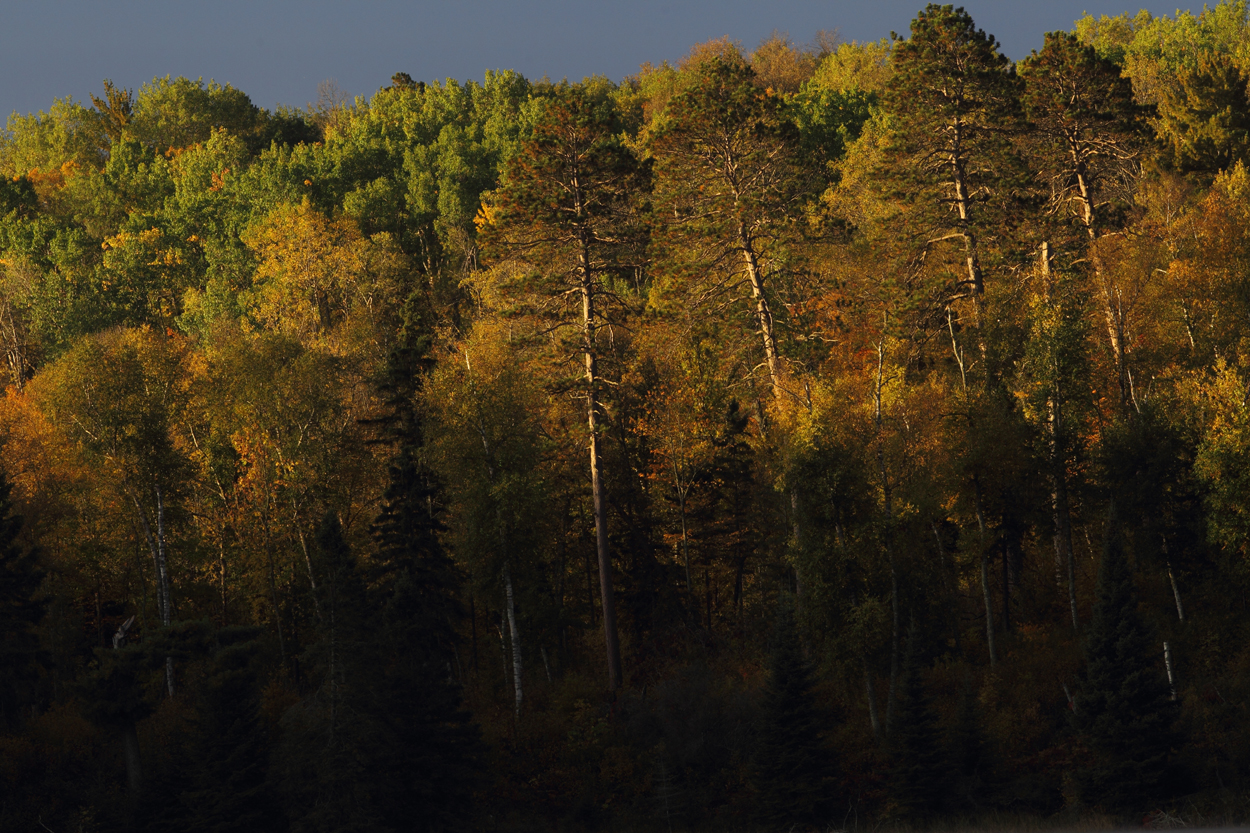 Early morning light on Itasca shoreline copy.jpg