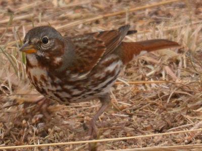 Fox Sparrow (L. i zamboria)