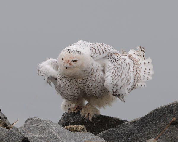 Snowy Owl
