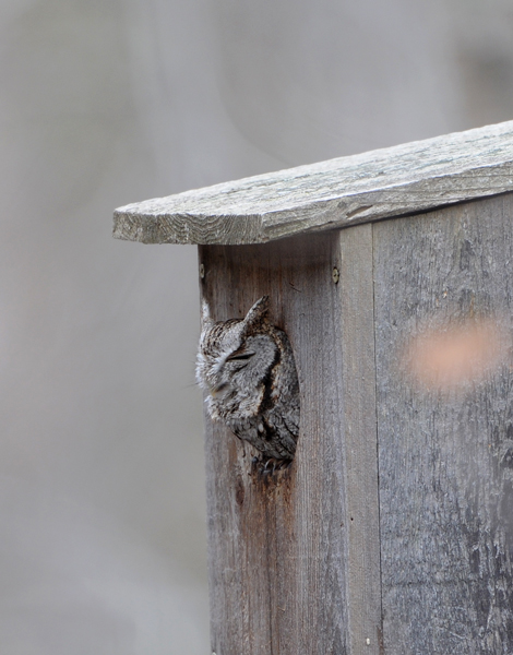 Eastern Screech Owl