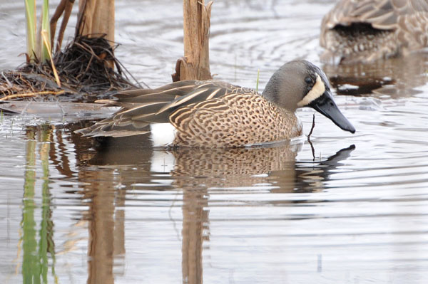 Blue-winged Teal
