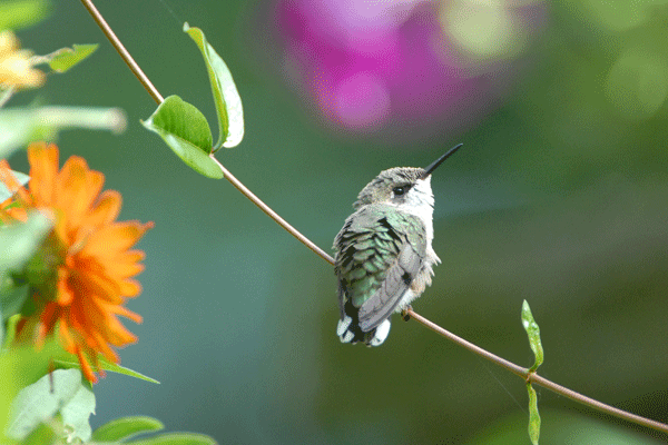 (fledgling)