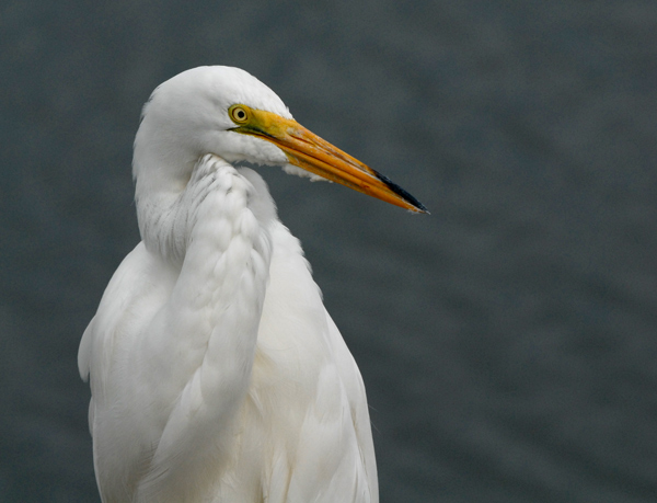 Great Egret
