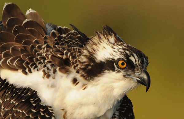 Osprey