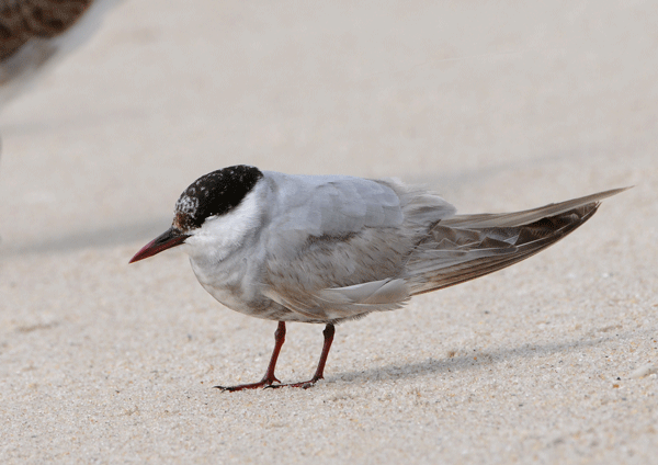Whiskered Tern