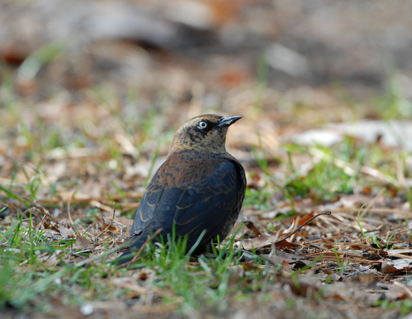 Rusty Blackbird