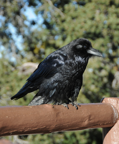 Raven