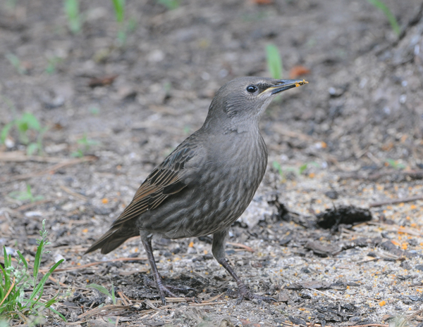 Juvenile