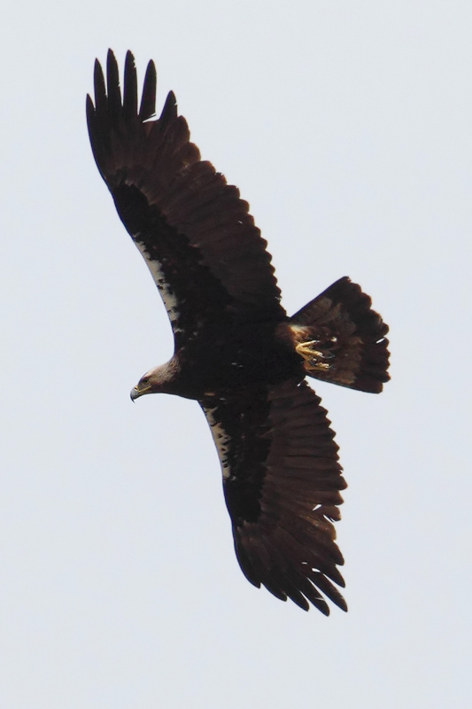 Spanish imperial eagle, Iberian imperial eagle (aquila adalberti), Monfrage, Spain, June 2013