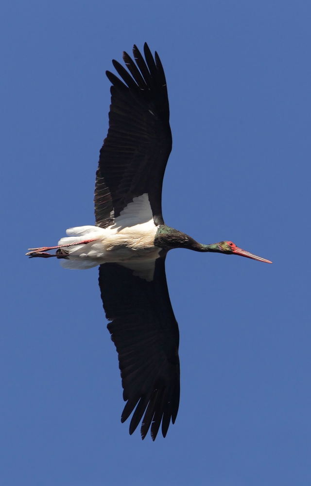 Black stork (ciconia nigra), Monfrage, Spain, June 2013