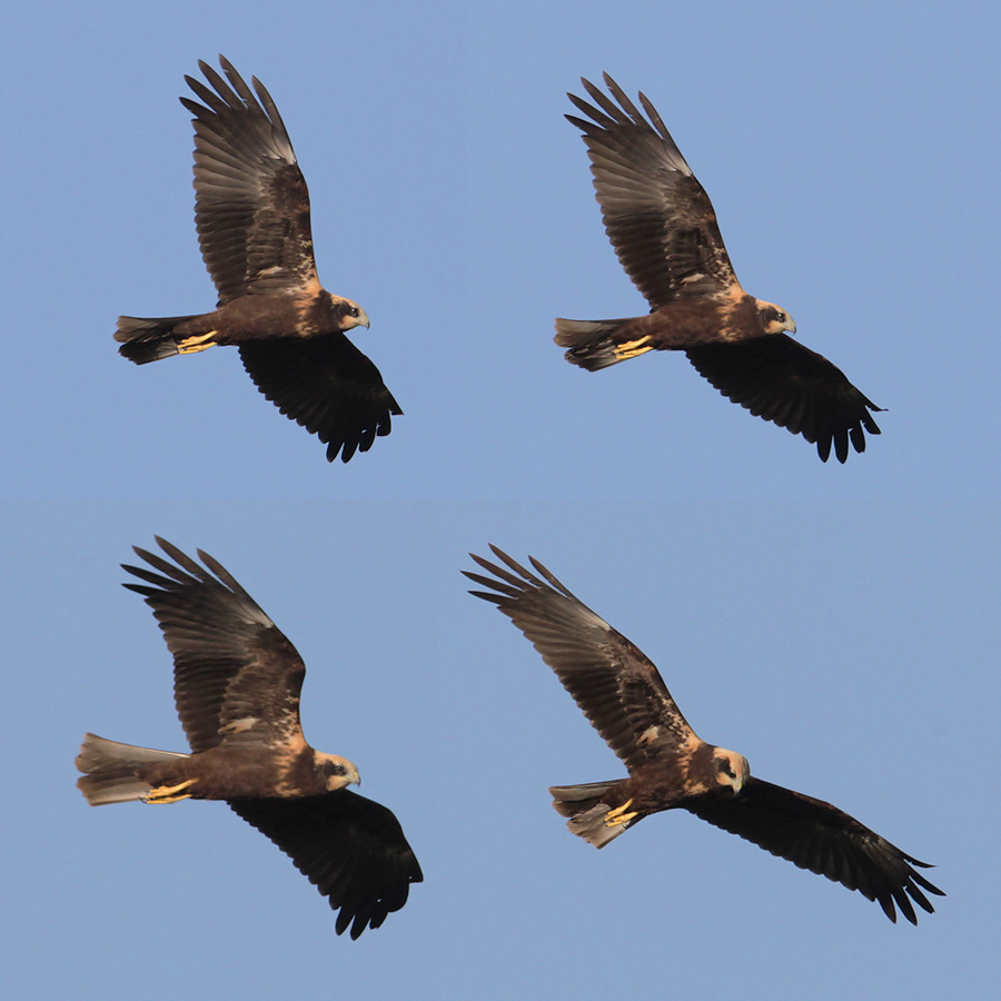 Marsh harrier, Grancy, Switzerland, August 2013