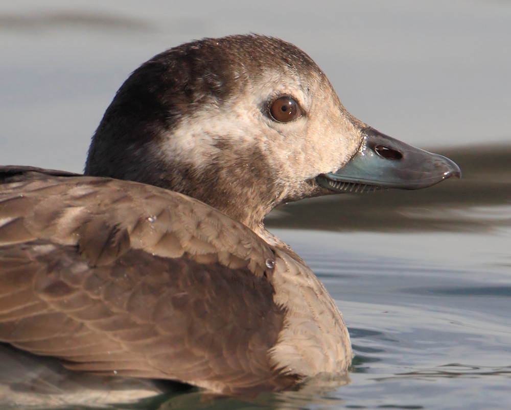 Long-tailed duck (clangula hyemalis), Saint-Sulpice, Switzerland, January 2014