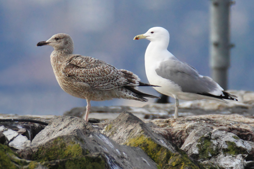 Herring and caspian gull (larus argentatus argentatus and larus cachinnans), Ouchy, Switzerland, January 2014