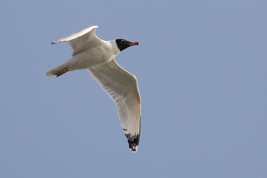 Pallass gull, great black-headed gull (ichthyaetus ichthyaetus), Al Jissah, Oman, February 2014