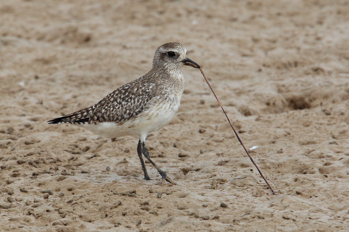 Grey plover (pluvialis squatarola), Yiti, Oman, February 2014